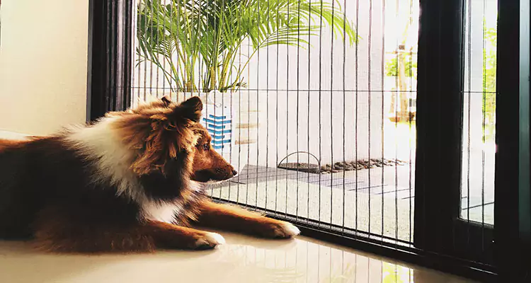 Sliding Screen Pet Door Repair in Edgewater, FL